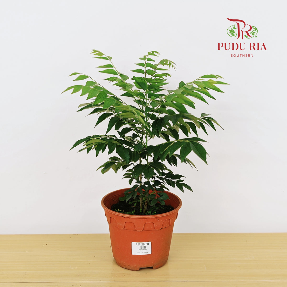 Curry Leaves