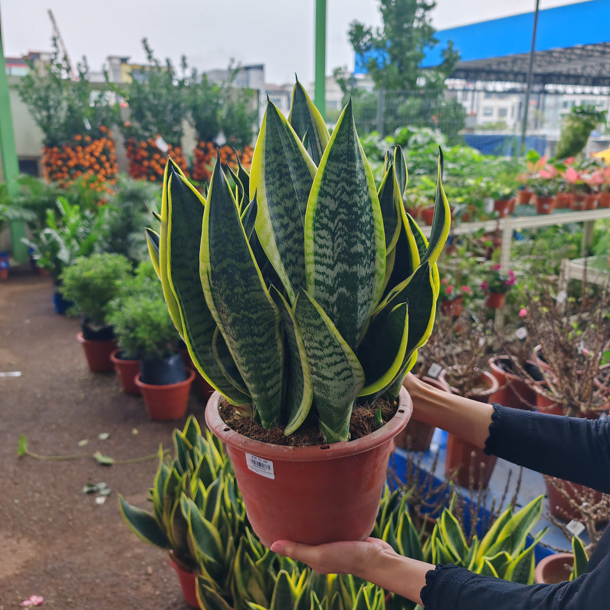 Sansevieria Superba 富利木荷虎尾兰