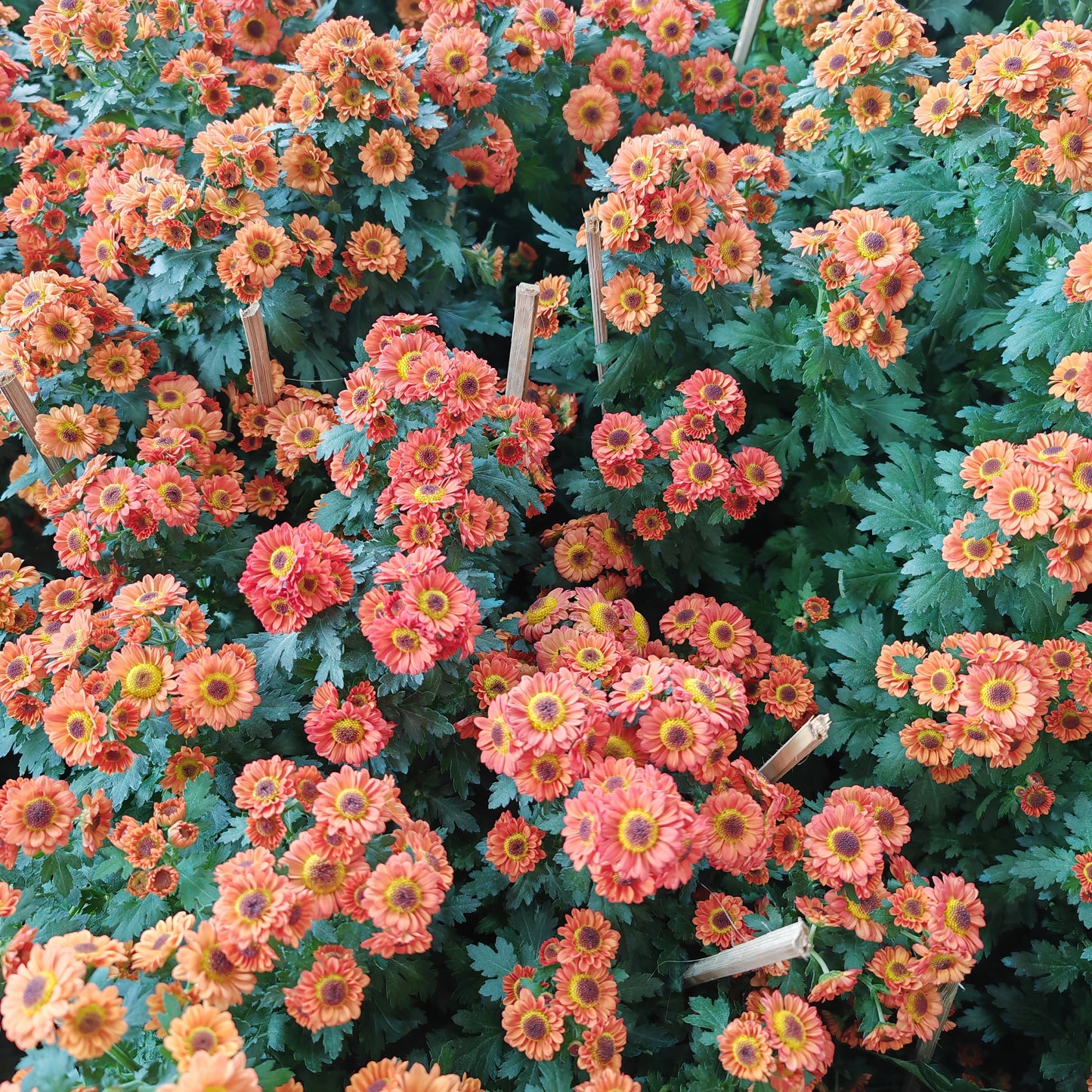 Chrysanthemum pom-pom (12寸盆) 菊花