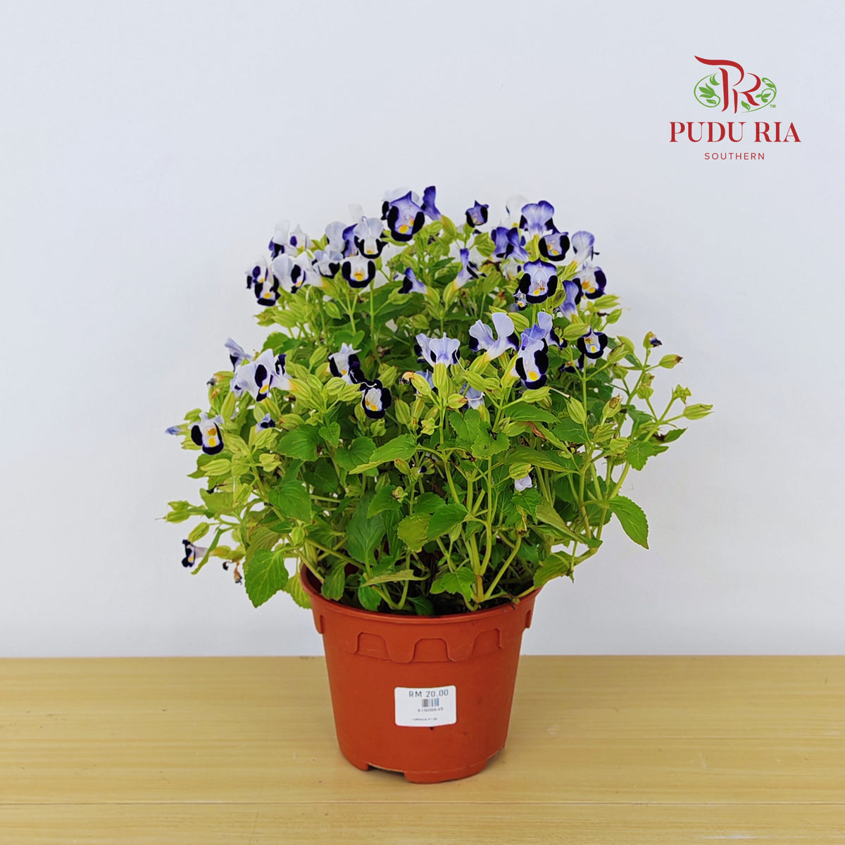 Torenia