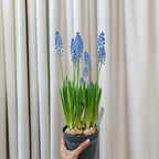Muscari Big Smile 葡萄风信子 - Blue 15CM
