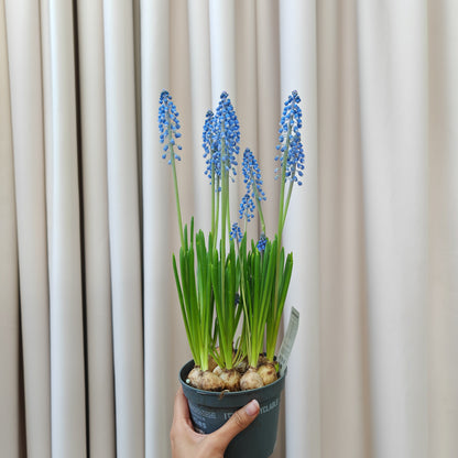 Muscari Big Smile 葡萄风信子 - Blue 15CM