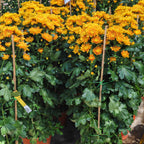 Chrysanthemum Pom-Pom 菊花