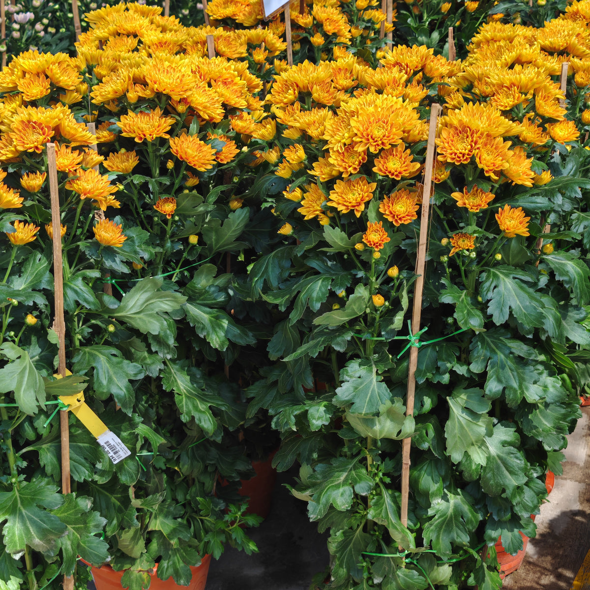 Chrysanthemum Pom-Pom 菊花