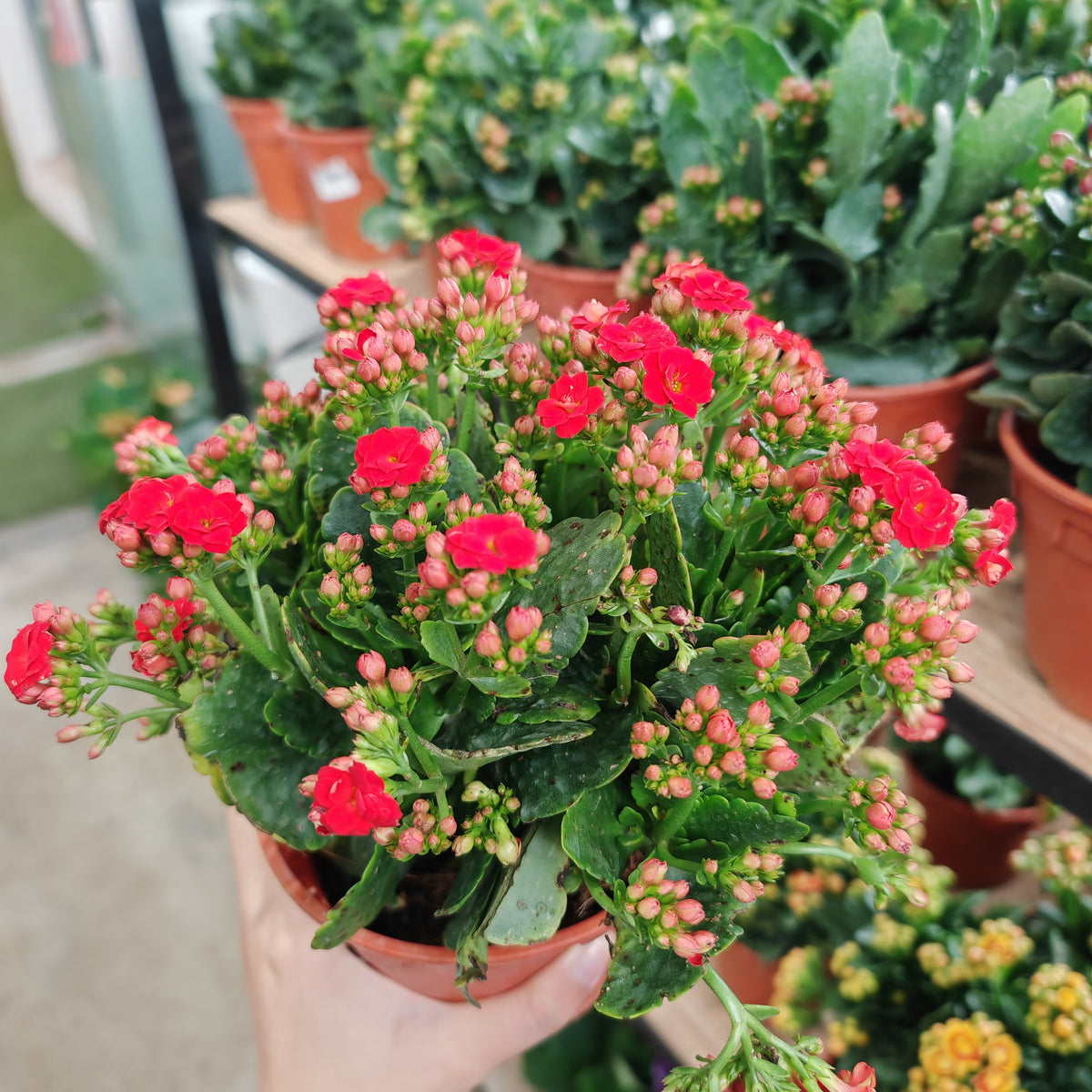 Kalanchoe 万紫千红
