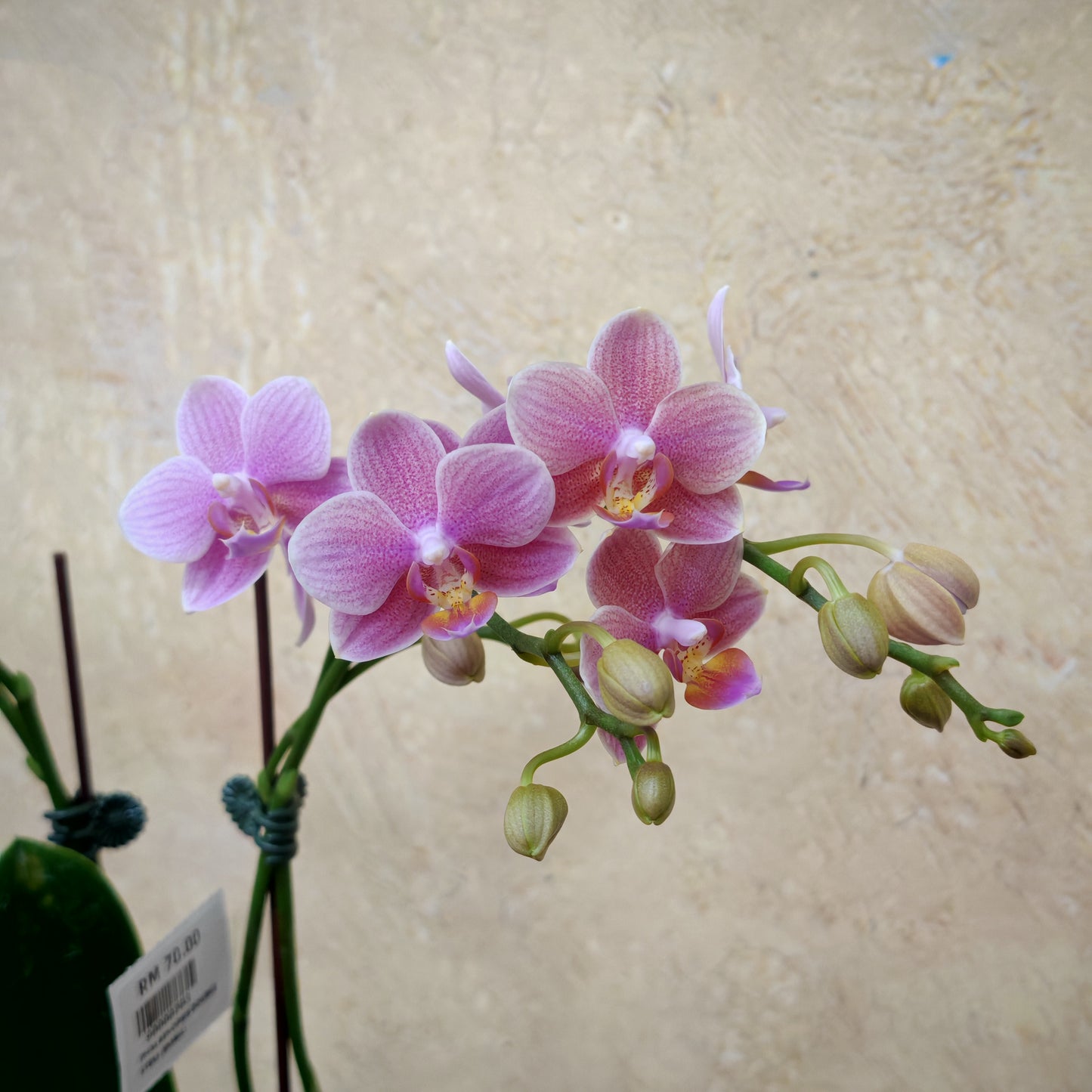 Phalaenopsis Orchid Pink Double Stem Small