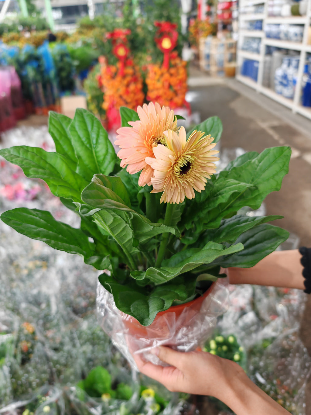 Daisy / Gerbera 非洲菊 150p