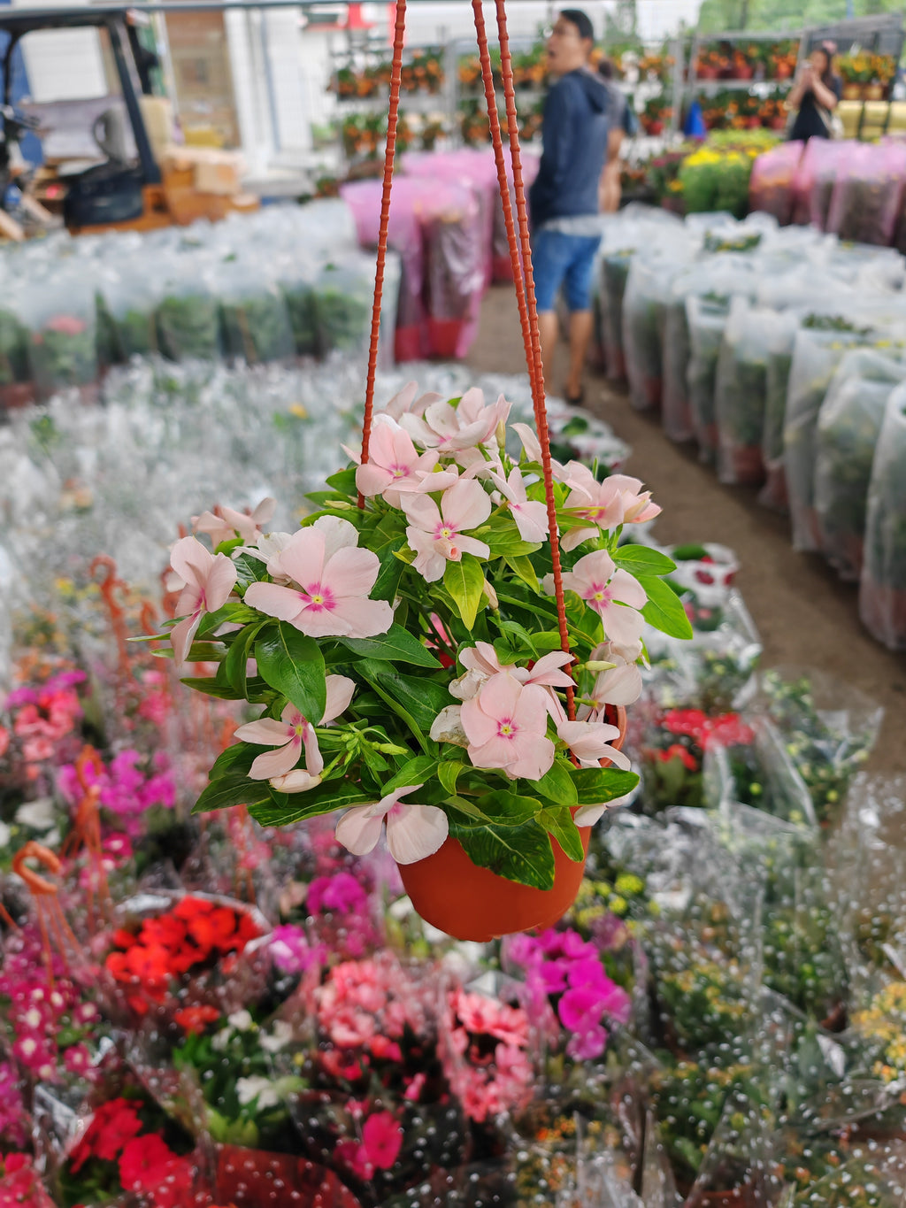 Vinca Rosea 长春花