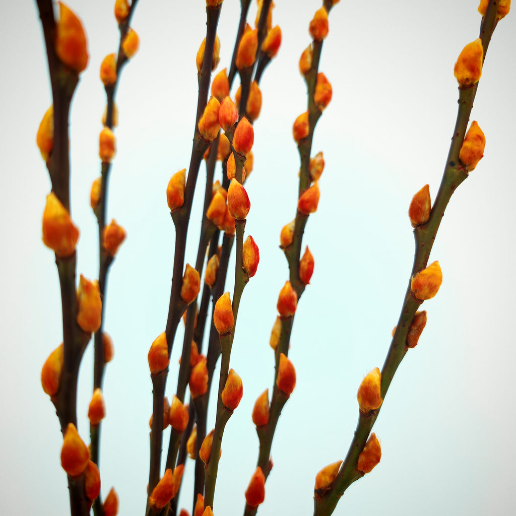 银柳 Pussy Willow Orange (3Ft) - (10 Stems)