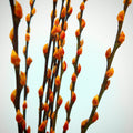 银柳 Pussy Willow Orange (3Ft) - (10 Stems)