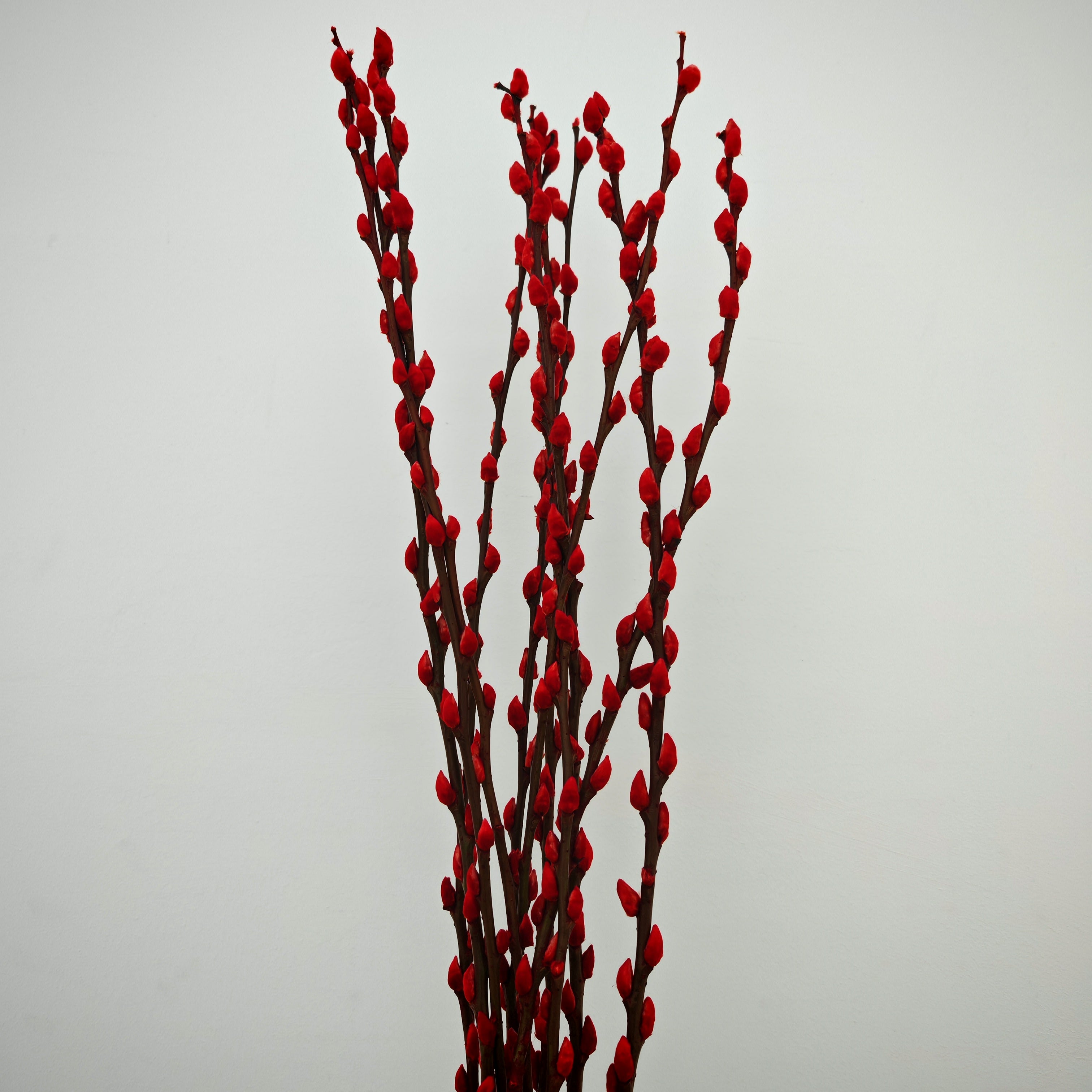 银柳 Pussy Willow Red (3Ft) - (10 Stems)