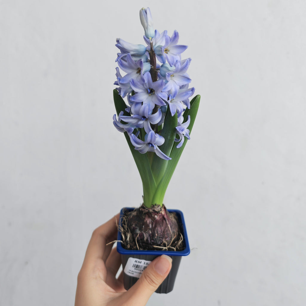 Hyacinthus 风信子 1pp