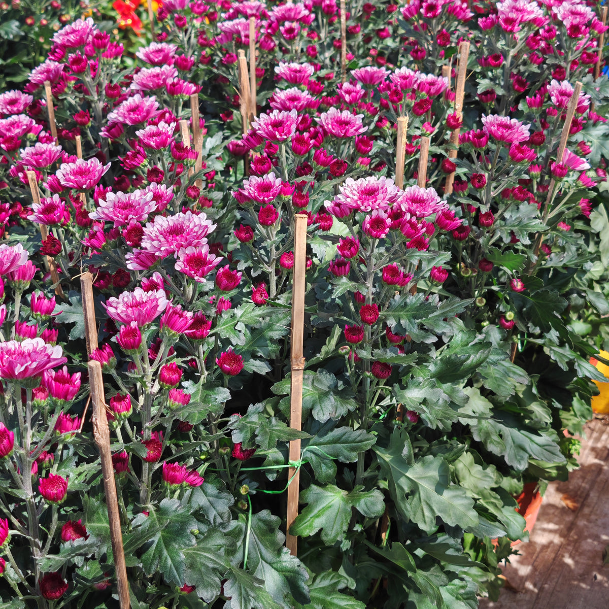 Chrysanthemum Pom-Pom 菊花