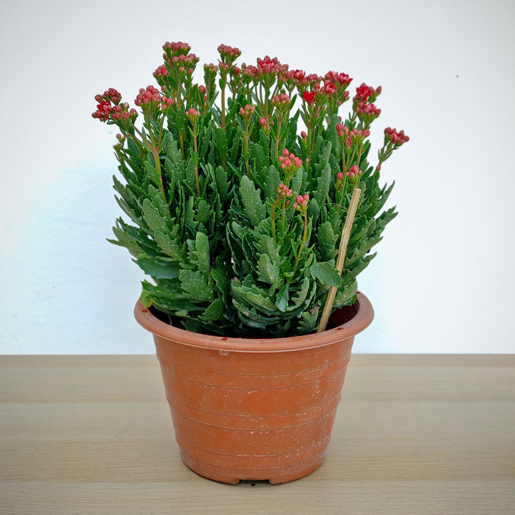 Kalanchoe 万紫千红 (Big) 2025