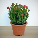 Kalanchoe 万紫千红 (Big) 2025
