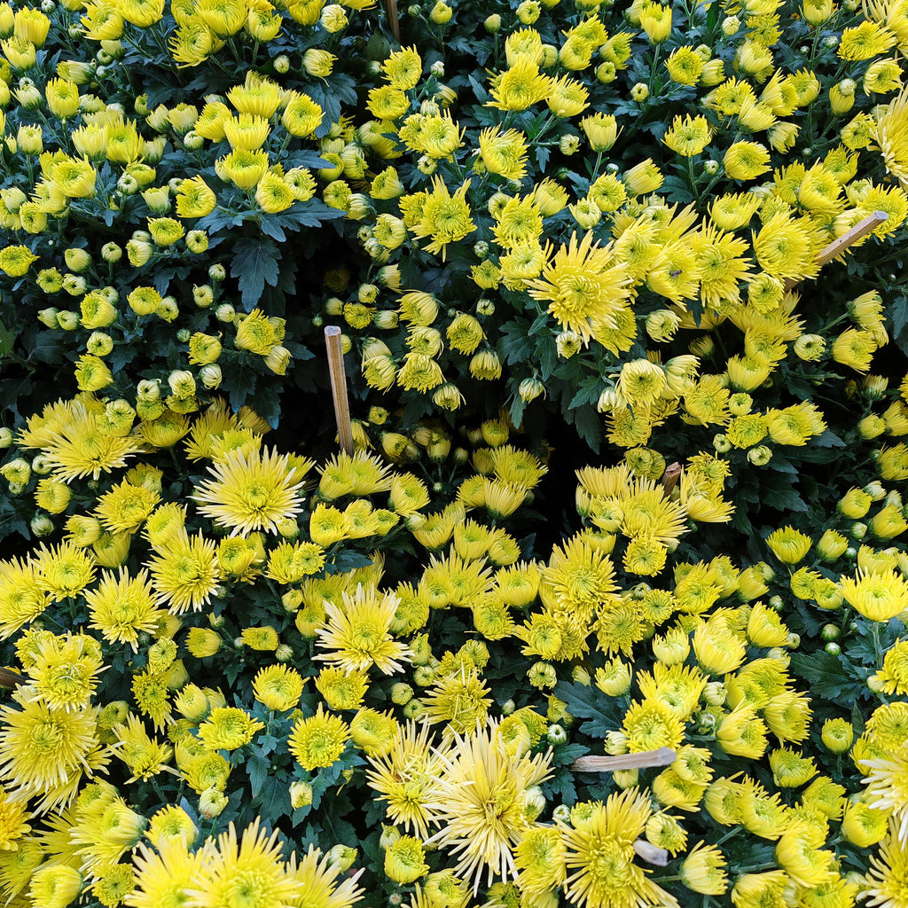 Chrysanthemum Pom-Pom (12寸盆) 菊花