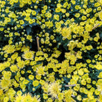 Chrysanthemum Pom-Pom (12寸盆) 菊花