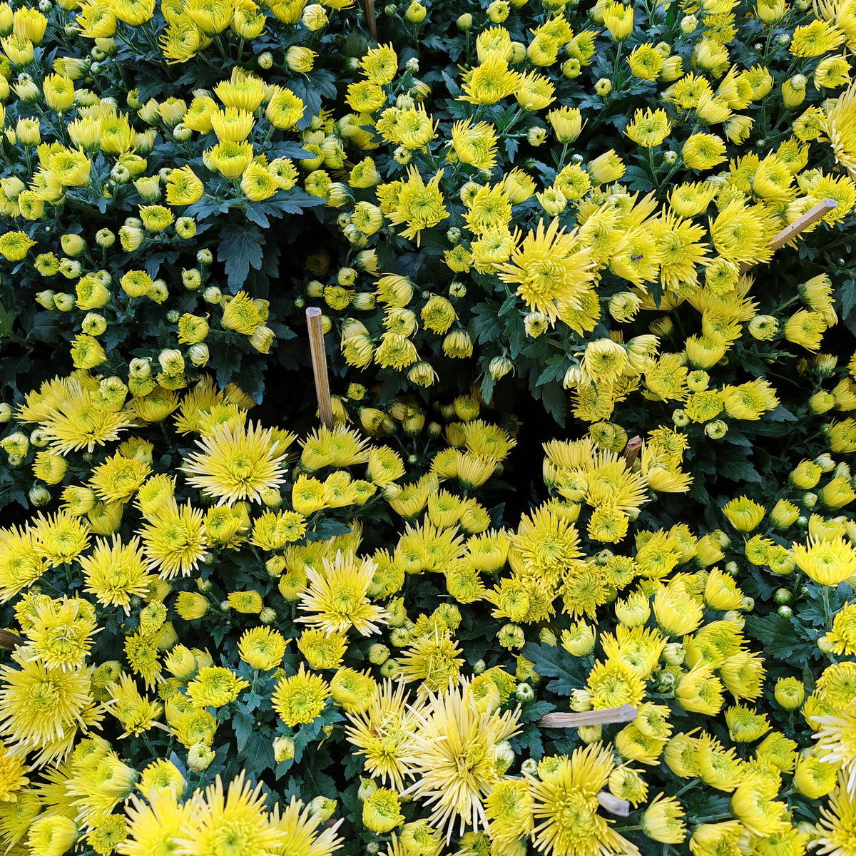 Chrysanthemum Pom-Pom (12寸盆) 菊花