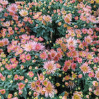 Chrysanthemum Pom-Pom (12寸盆) 菊花
