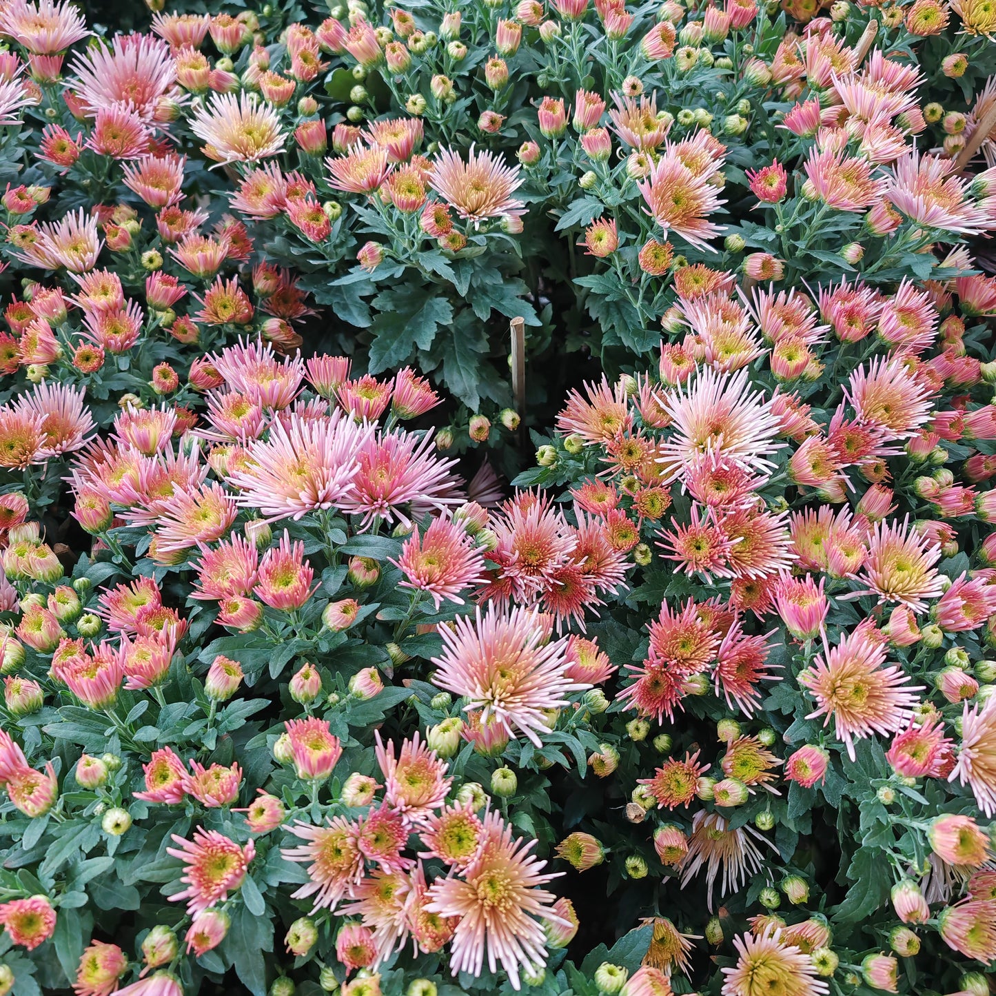 Chrysanthemum pom-pom (12寸盆) 菊花