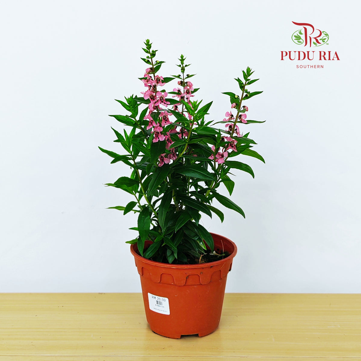 Angelonia Pink