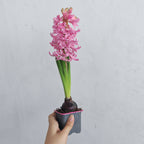Hyacinthus 风信子 1pp