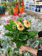 Daisy / Gerbera 非洲菊 150p