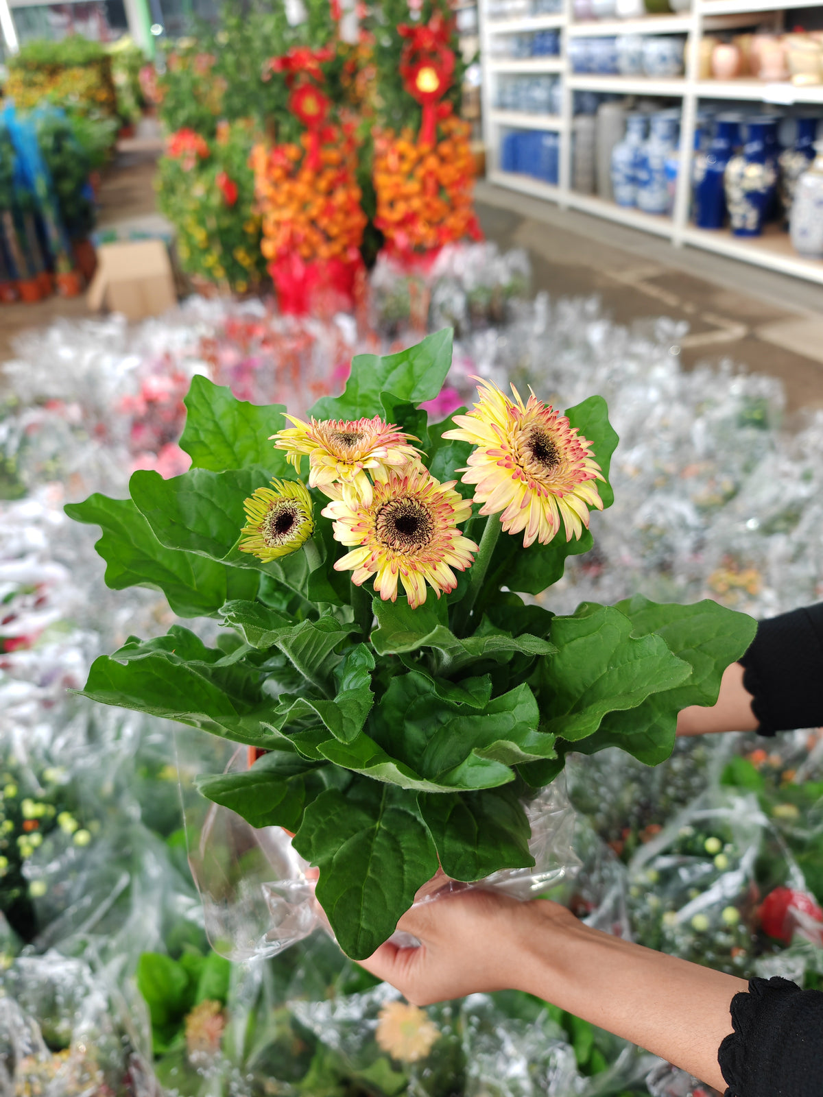 Daisy / Gerbera 非洲菊 150p