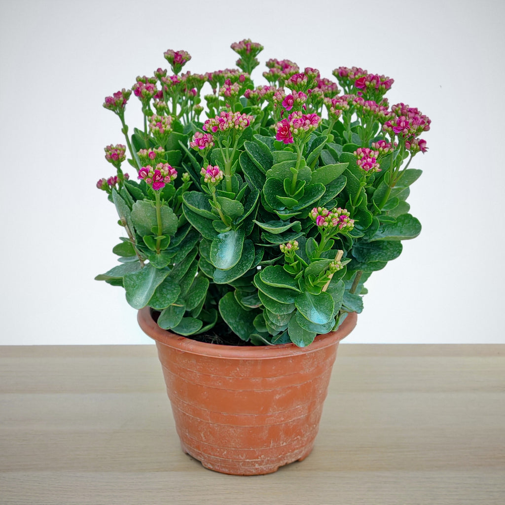 Kalanchoe 万紫千红 (Big) 2025
