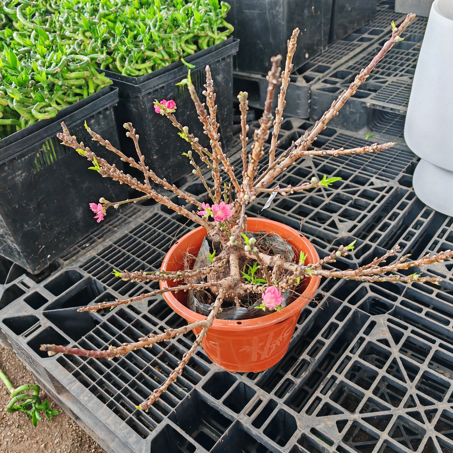 Cherry Blossom Plant - Small 樱花树