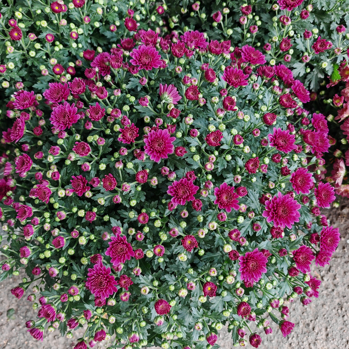 Chrysanthemum Gypsophilla P310 菊花满天星