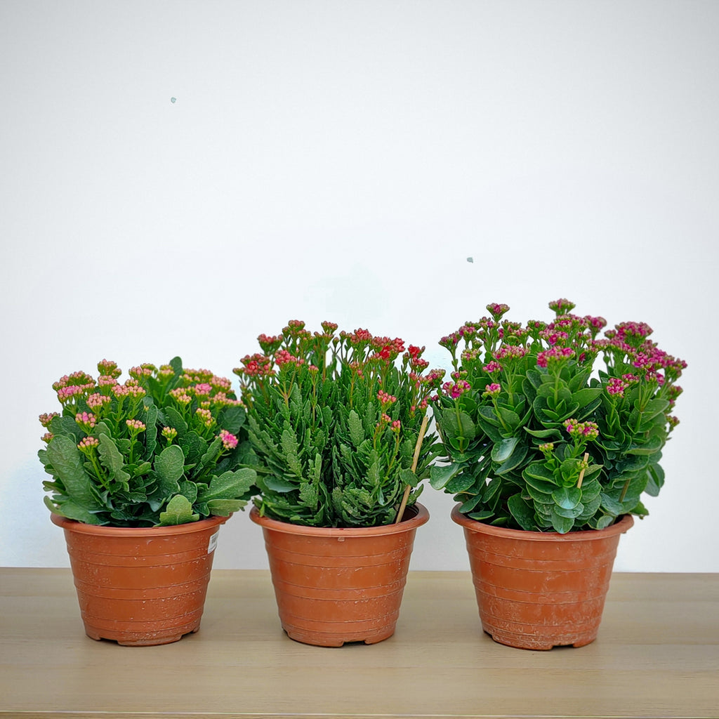 Kalanchoe 万紫千红 (Big) 2025
