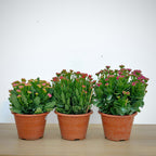 Kalanchoe 万紫千红 (Big) 2025