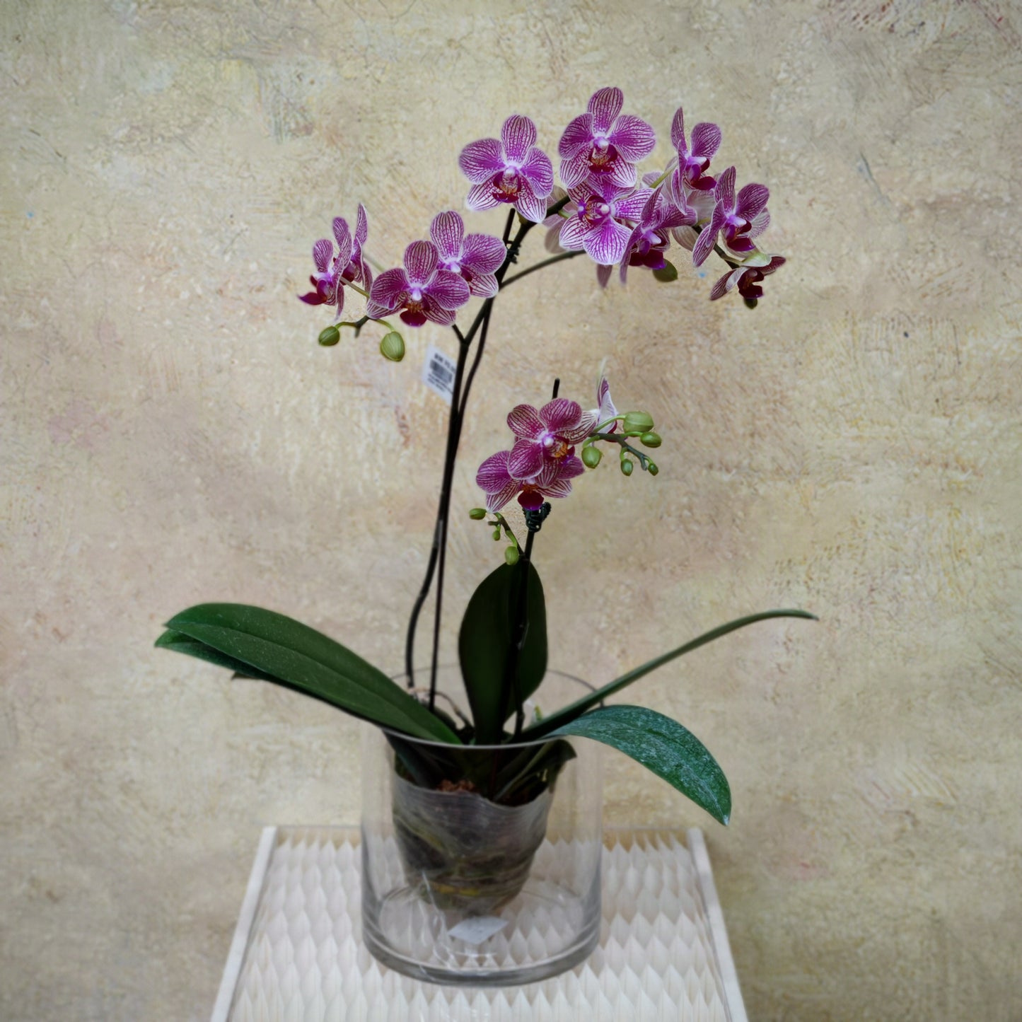 Phalaenopsis Orchid Purple Double Stem Small