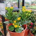 Kalanchoe 万紫千红