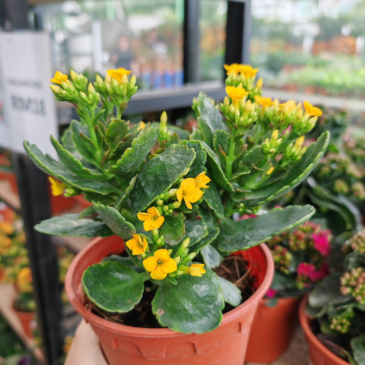 Kalanchoe 万紫千红