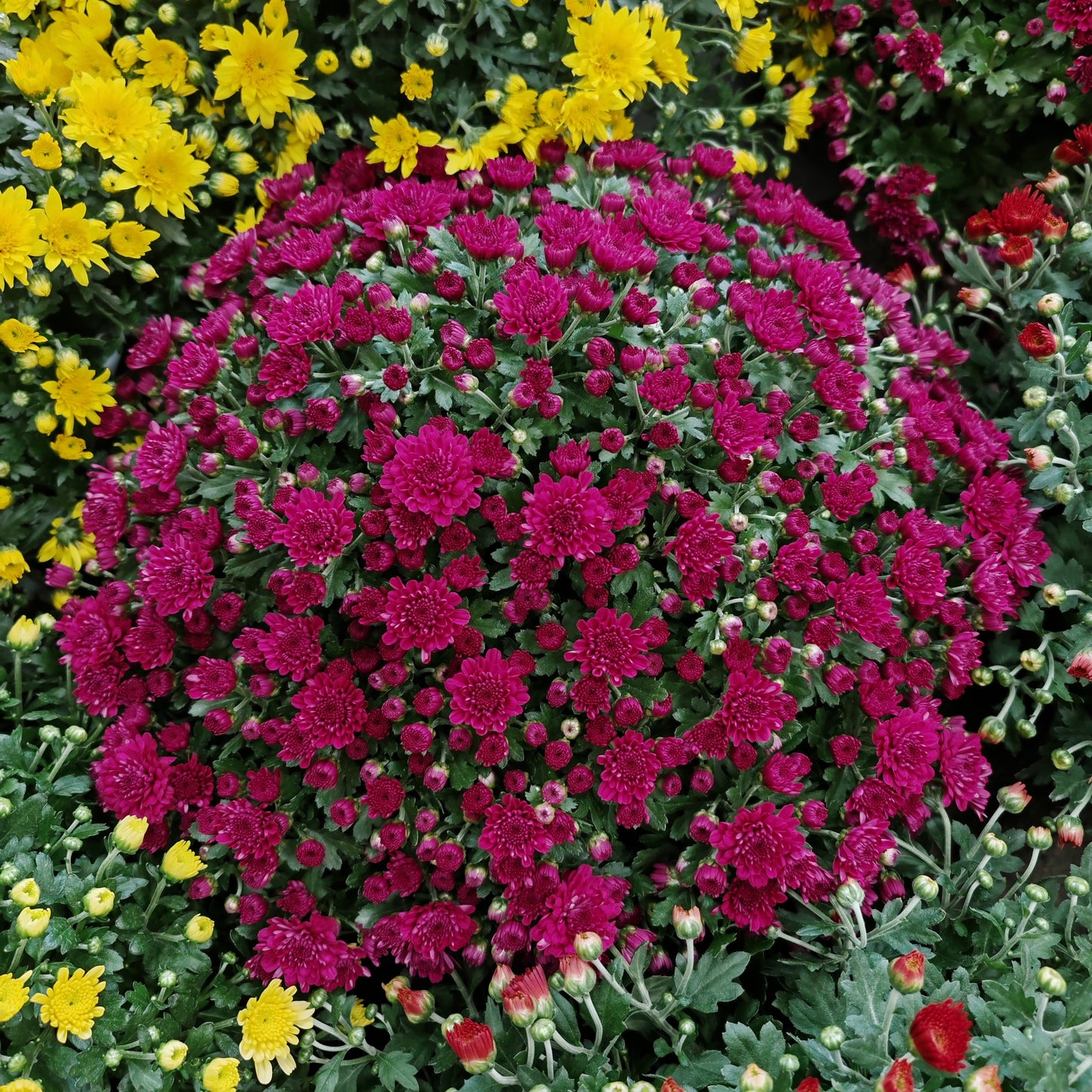 Chrysanthemum Gypsophilla P310 菊花满天星