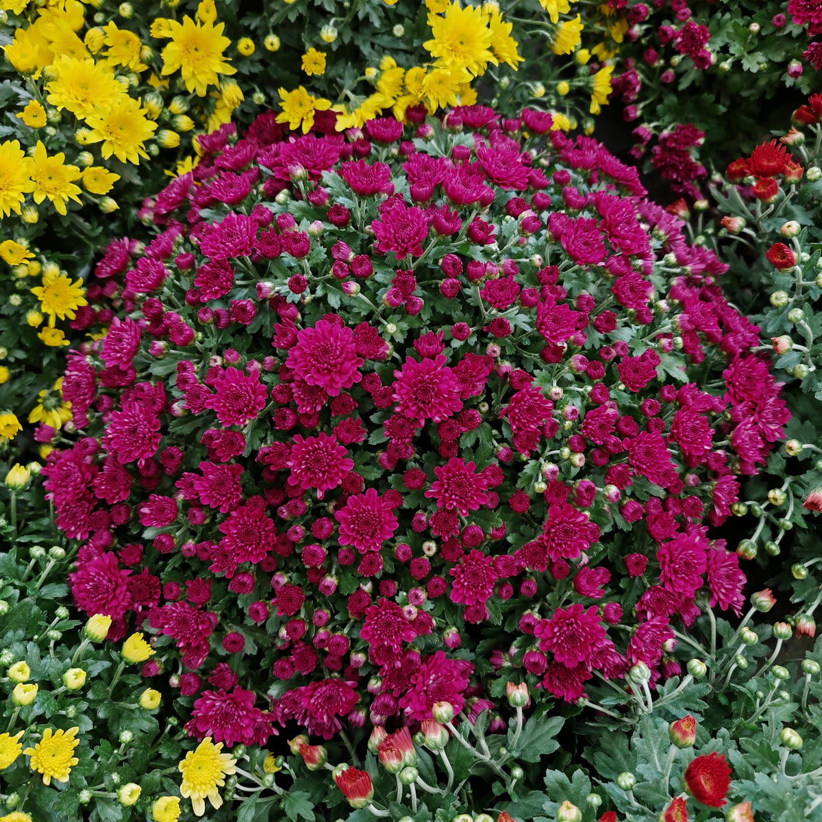 Chrysanthemum Gypsophilla P310 菊花满天星