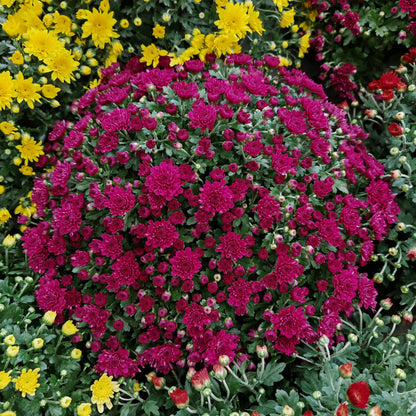 Chrysanthemum Gypsophilla P310 菊花满天星