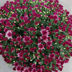 Chrysanthemum Gypsophilla P310 菊花满天星