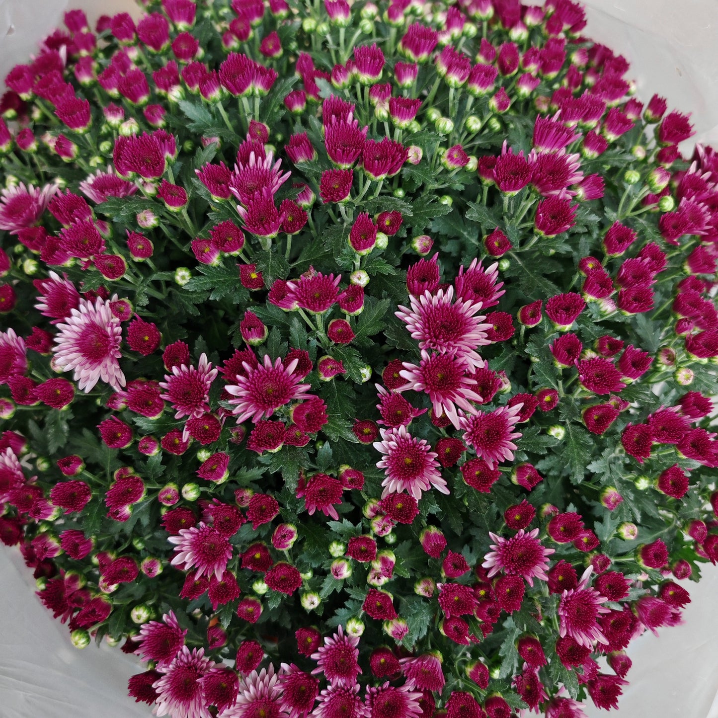 Chrysanthemum Gypsophilla P310 菊花满天星