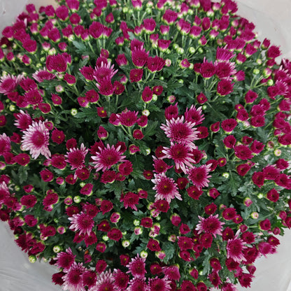 Chrysanthemum Gypsophilla P310 菊花满天星