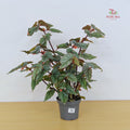 Begonia Don Miller