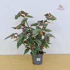 Begonia Don Miller