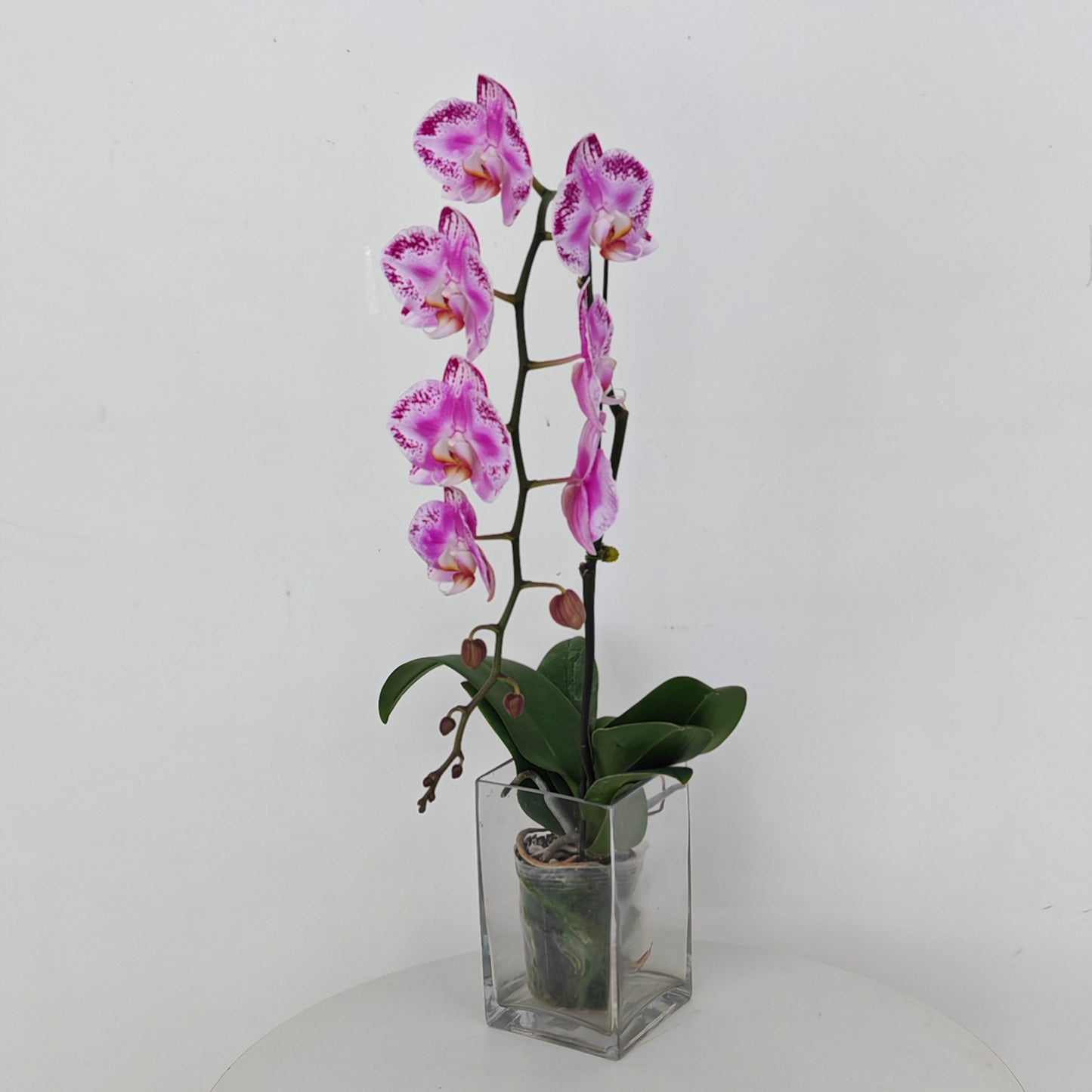 Phalaenopsis Orchid Purple Dots Big Single Stem