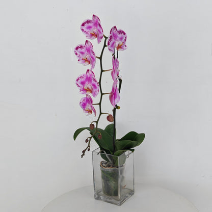 Phalaenopsis Orchid Purple Dots Big Single Stem