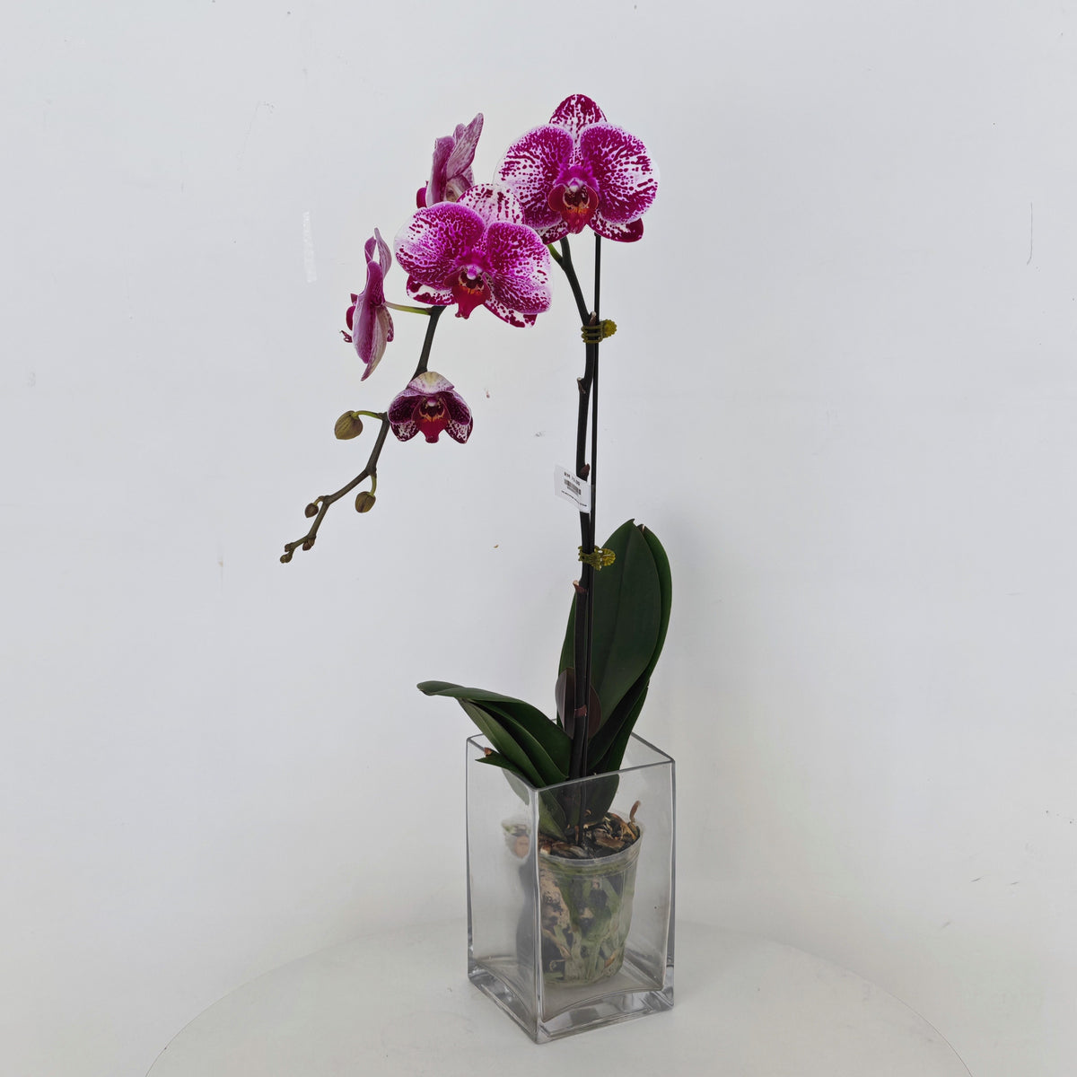 Phalaenopsis Orchid White Dots Purple Big Single Stem