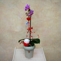 CNY Phalaenopsis Arrangement 2025 #12