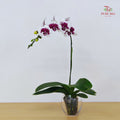 Phalaenopsis Orchid White Center Purple Big Single Stem