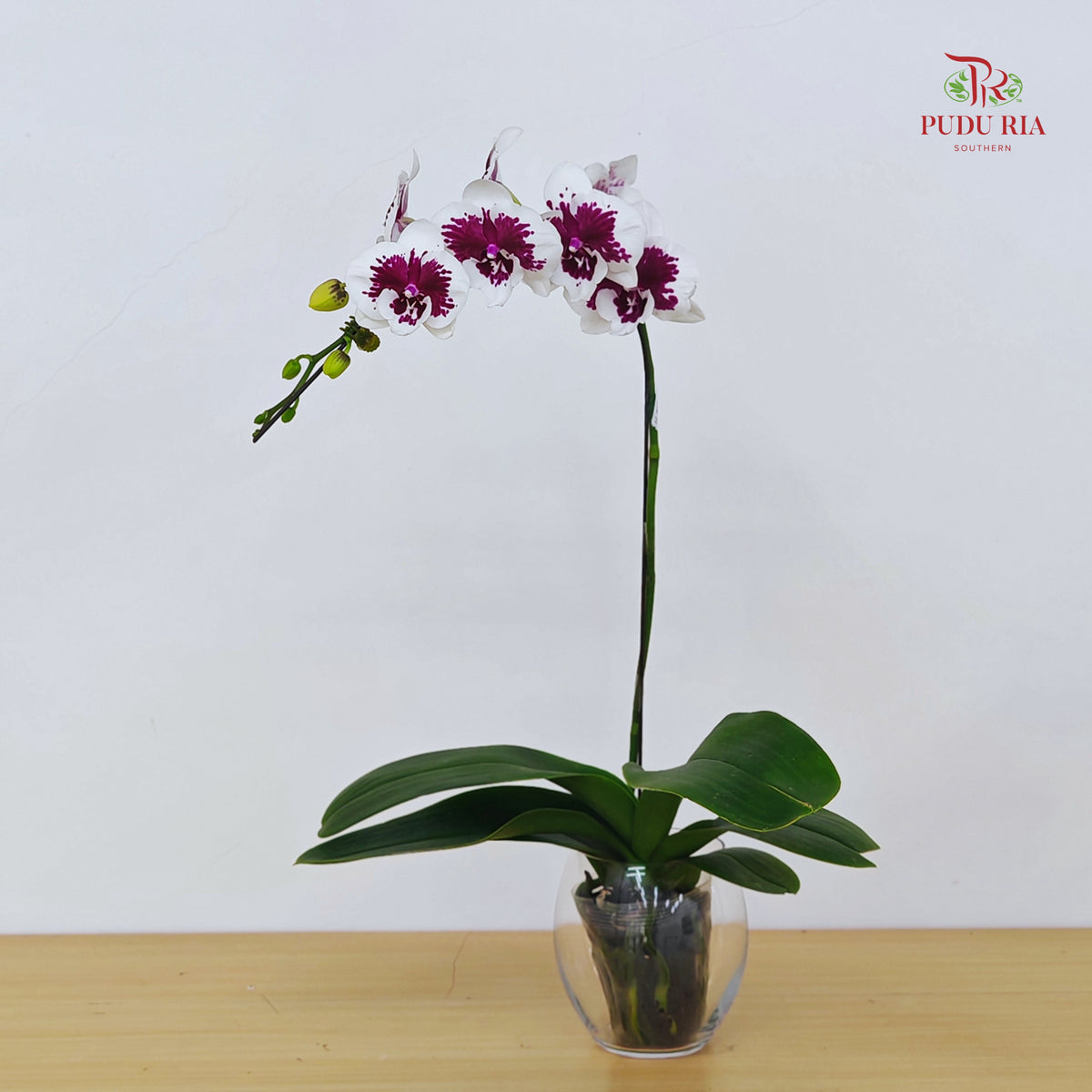 Phalaenopsis Orchid White Center Purple Big Single Stem